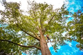 How Our Tree Care Process Works  in  Franklin, NC