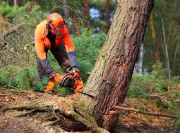 Best Emergency Tree Removal  in Franklin, NC