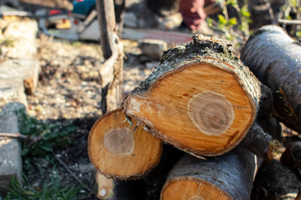 Best Tree Trimming and Pruning  in Franklin, NC