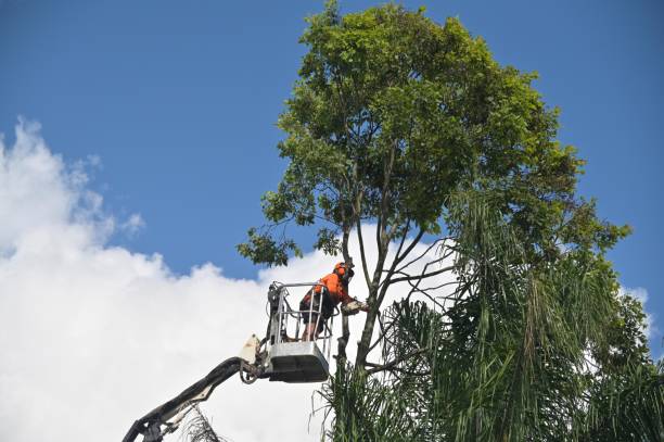 Best Palm Tree Trimming  in Franklin, NC